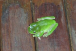 Green Frog
